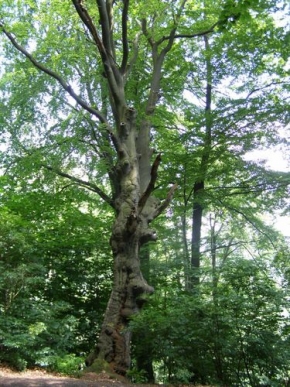 Stromy v krajině - Matka strom