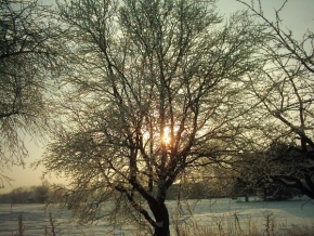 Stromy v krajině - 25. 1 2004