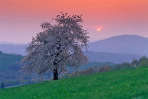 Stromy v krajině - Ružový východ slnka