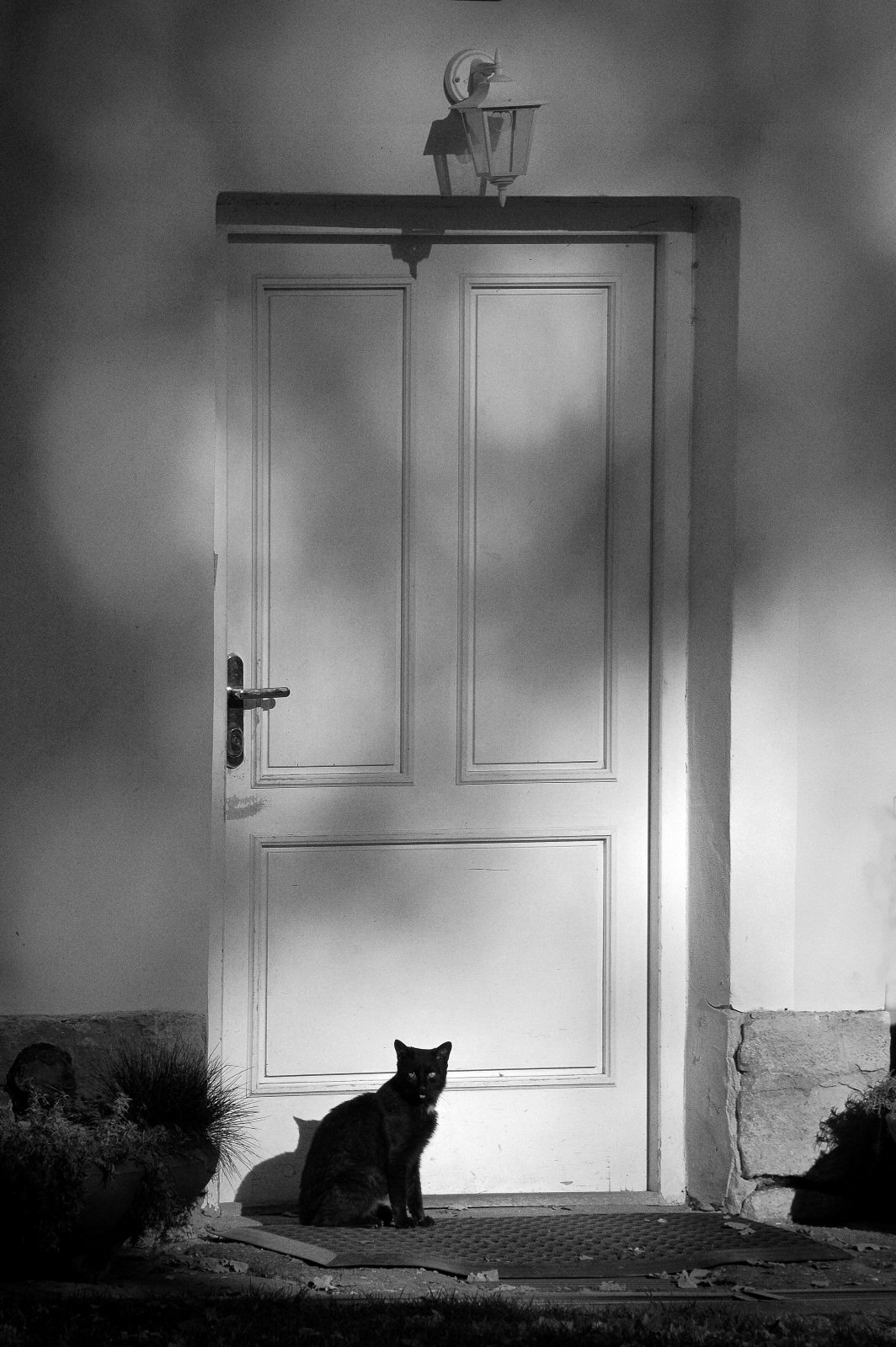 Černá kočka u bílých dveří