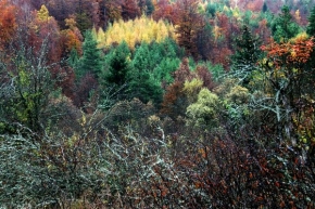 Stromy v krajině - Jesenna paleta