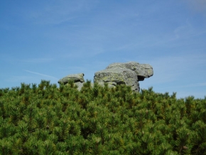 Stromy v krajině - Harachovy kameny v borovicích