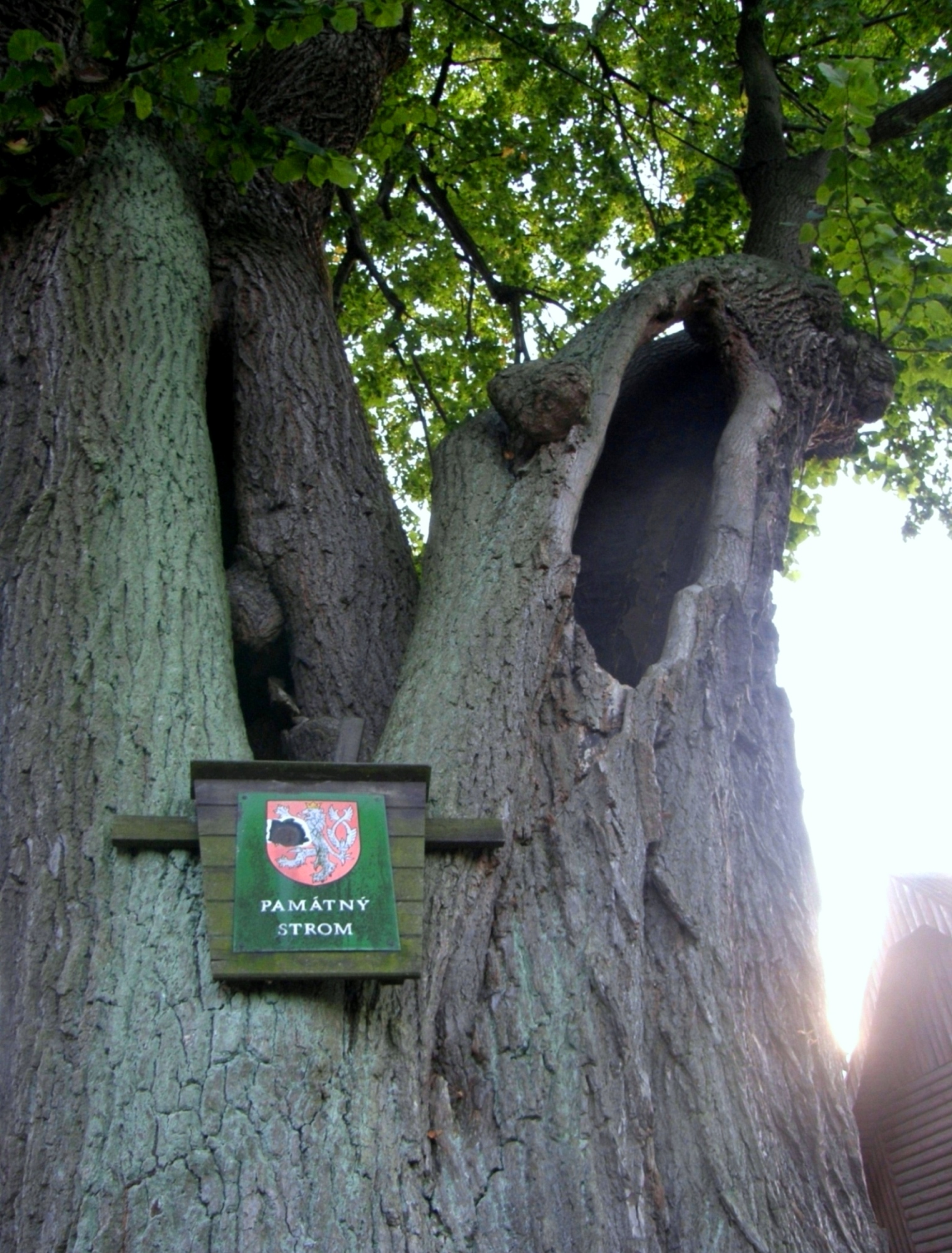 Památný strom ve Sloupu
