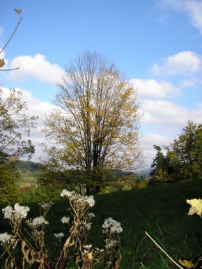 Stromy v krajině - Podzimni krajina