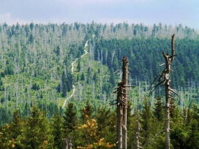 Stromy v krajině - Jizerky