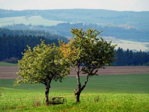Stromy v krajině - Vysočina 2007