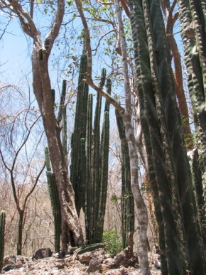 Stromy v krajině - Je tu víc kaktusů nebo stromů