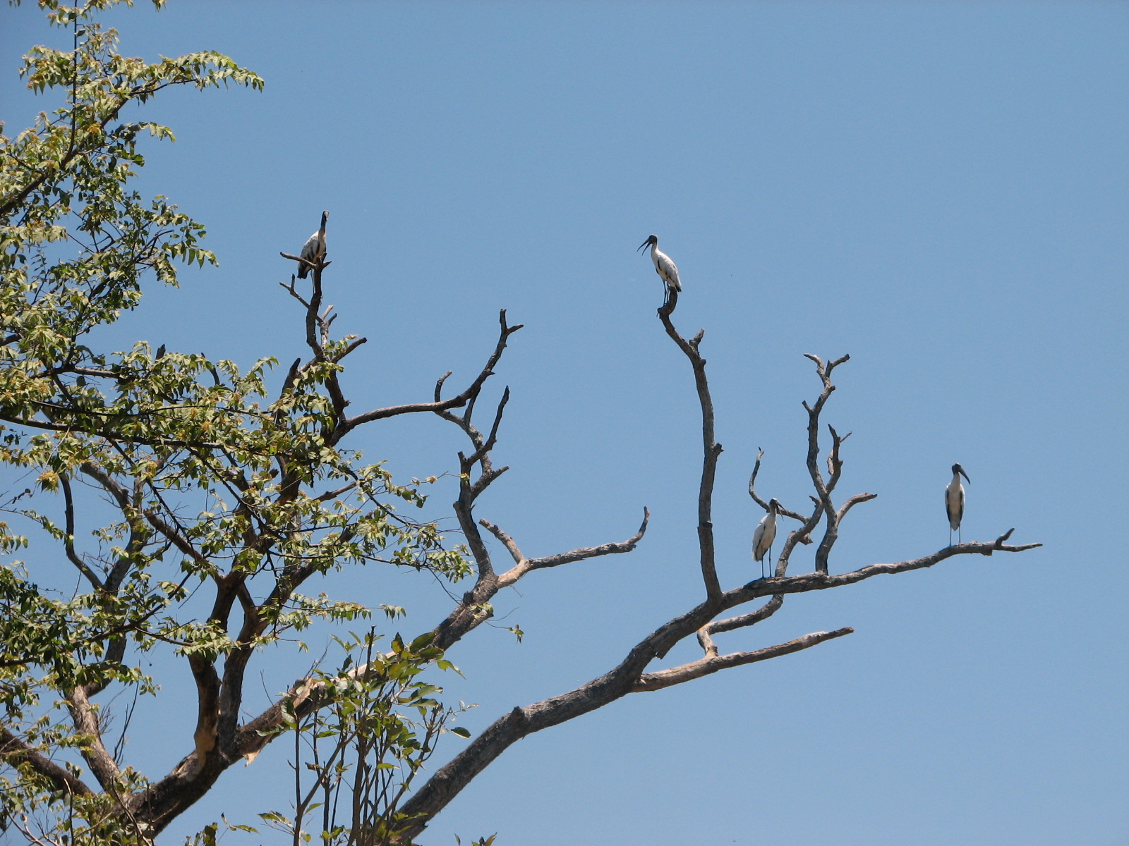 Ptačí strom
