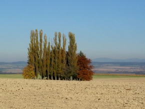 Stromy v krajině - Rozhled