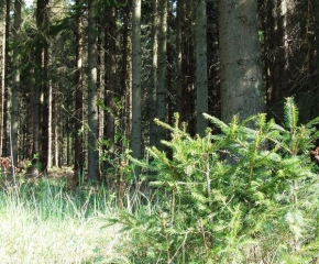 Stromy v krajině - Malý rošťáci