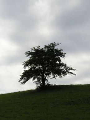 Stromy v krajině - Osamocen