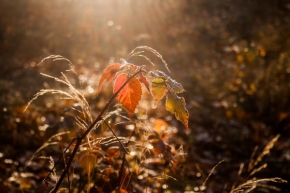 Fotograf roku v přírodě 2016 - Podzimní