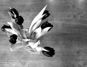 Ilona Stránská - tulipány