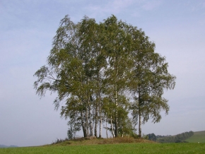 Stromy v krajině - Remízek