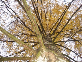 Stromy v krajině - Až do nebe