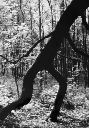 Stromy v krajině - Fotograf roku - Lesní muž