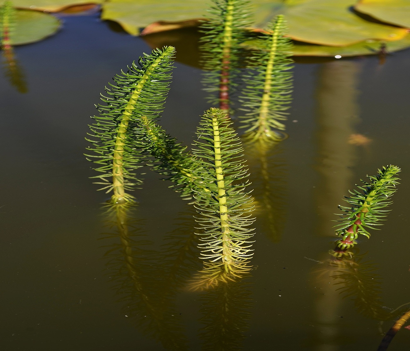 vodní svět rostlin