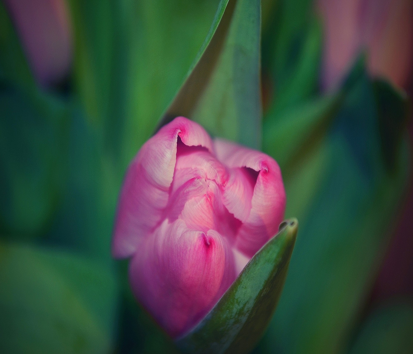 tulipán lili