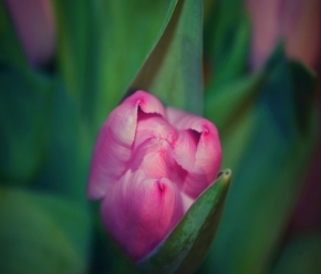 Makro a zblízka - tulipán lili