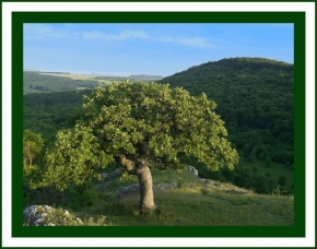 Stromy v krajině - Dub šípkový Pálava