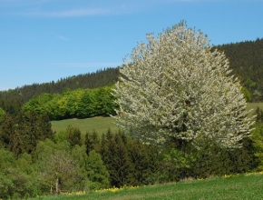 Stromy v krajině - Probuzené jaro na Vysočině