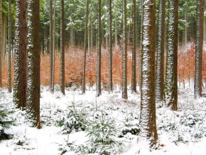 Stromy v krajině - Zimní les 2