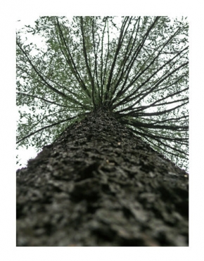 Stromy v krajině - Dikobraz