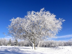 Stromy v krajině - Blue&white