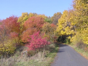 Stromy v krajině - Podzimní cesta