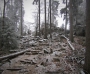 Dana Klimešová -zimní les