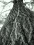 Ent