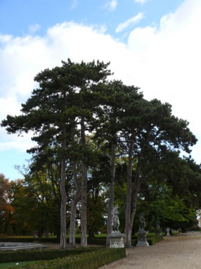 Stromy v krajině - Zámecký park