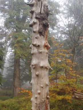 Stromy v krajině - Jitro s mlhou