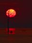 Strom a Slunce