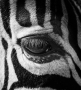 Věra Kuttelvašerová Stuchelová -Zebra