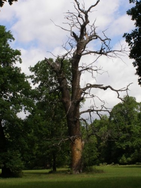 Stromy v krajině - Starý strom