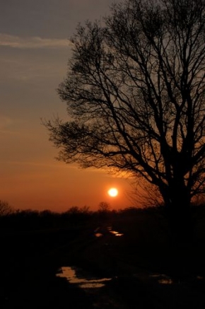 Stromy v krajině - Západ slunce