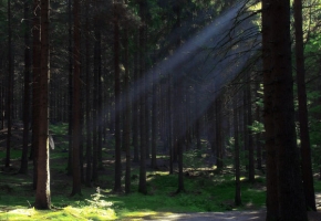 Jana Sochová - V pohádkovém lese