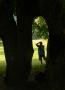Photographer inside the tree