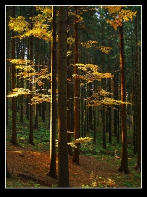 Stromy v krajině - Podzimní les
