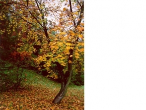 Stromy v krajině - Podzim