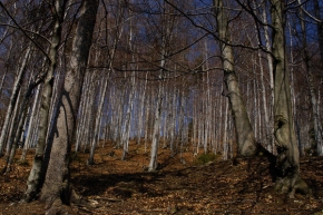Stromy v krajině - Bukovina