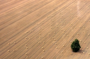 Stromy v krajině - Fotograf roku - kreativita - Strážce