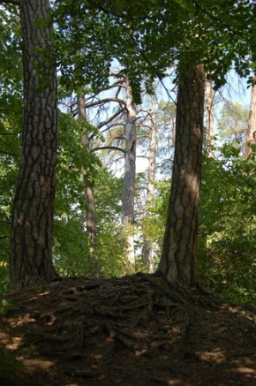 Stromy v krajině - ŽIVOT