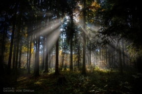 Fotograf roku v přírodě 2016 - magic forest