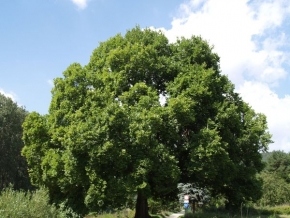 Stromy v krajině - Památný strom - jilm