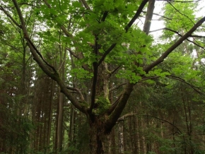 Stromy v krajině - Acer platanoides