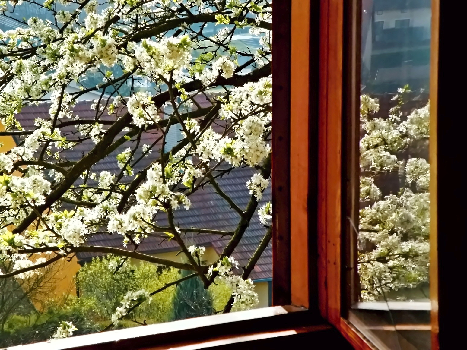 Okno do jara