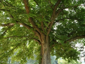 Stromy v krajině - Památný strom - jilm