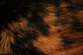 Abstraktní fotografie - Kočka